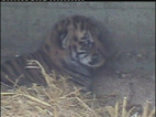 Sibirischer Tiger geboren im Sommer 2000