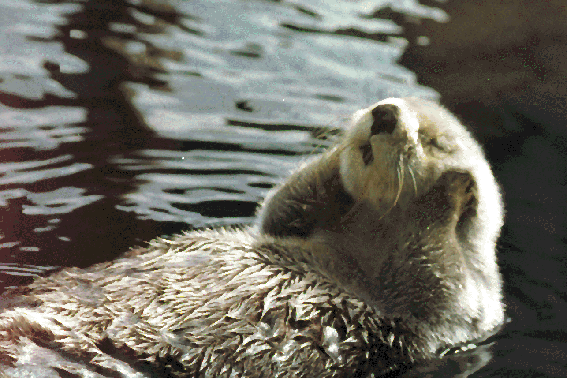 Seaotter rubbing her face in Tacoma Zoo