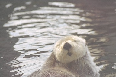 Sea otter thinking