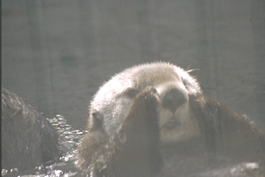 Sea otter hiding her face