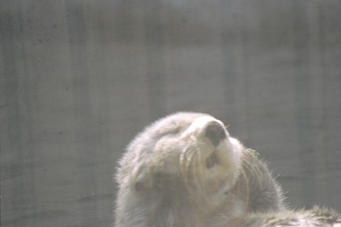 Sea otter scratching her head