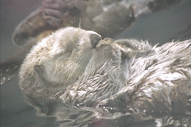 Sea otter taking a nap
