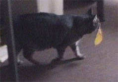 Jerry in office carrying leaf