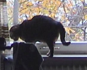 Jerry at window