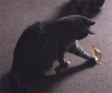 Jerry playing with leaf