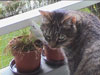 my cat Spidi