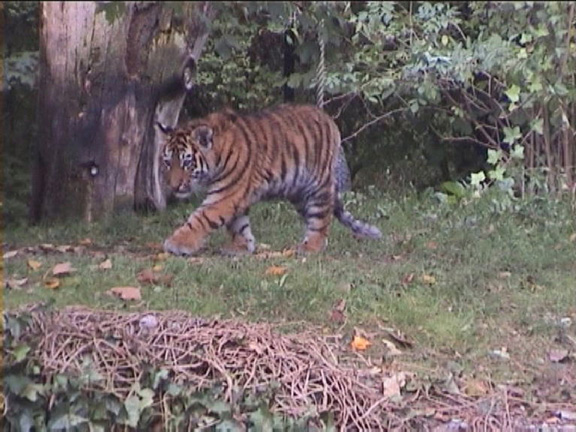 kltiger02