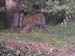 little tiger