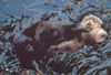 das Kind ruht im Kelpbett