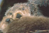 Mutter Seeotter mit Jungem