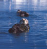 Seeotter im Hafen von Monterey