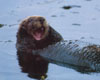 Seeotter gähnt