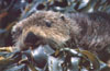 junger Seeotter in Tang eingewickelt
