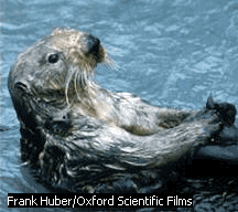 Seeotter