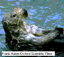 Seeotter