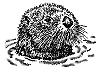 Otter schnüffelt