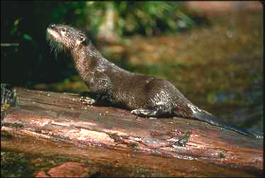 Fischotter