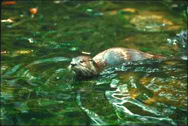 Fischotter
