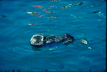 Seeotter