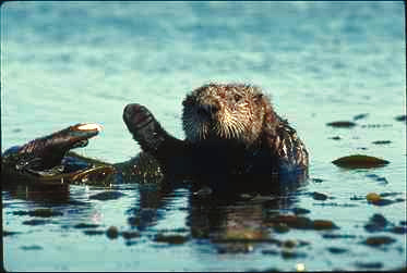 Seeotter