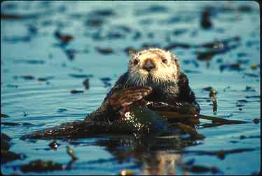 Seeotter beim Speisen