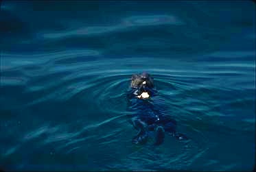 Seeotter
