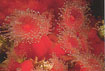Seeanemone