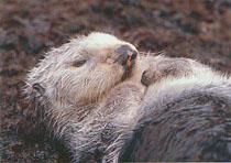 Seeotterfrau