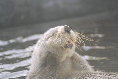 Grooming is important fro sea otter
