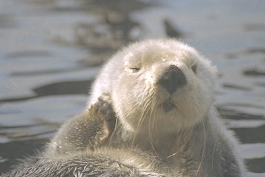 Sea otter cleaning her head