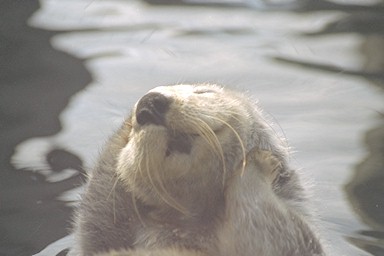 Sea otter cleaning her head