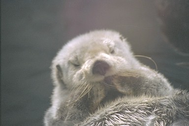 Sea otter  cleaning paws