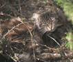 small cat hiding