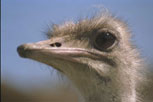 austrich