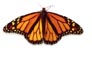 monarch