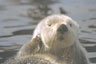 Seeotter aus dem Zoo von Tacoma