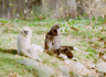 Monkeys