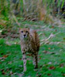 Cheetah