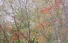 Trees in Indian Summer