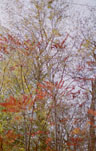 Trees in Indian Summer