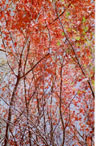 Trees in Indian Summer