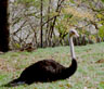 Nandu