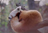 Red Panda