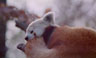 Red Panda