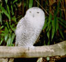 Snowy Owl