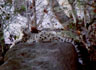 snow lepard