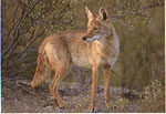 Koyote