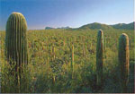 Saguaro Kaktus