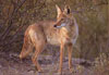 Koyote