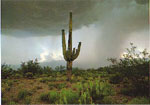 Saguaro Kaktus